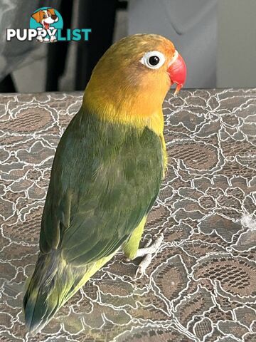 Lovebird Pet Buddy