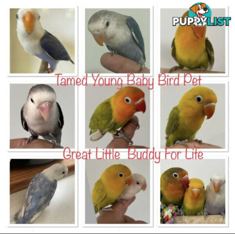 Lovebird Pet Buddy