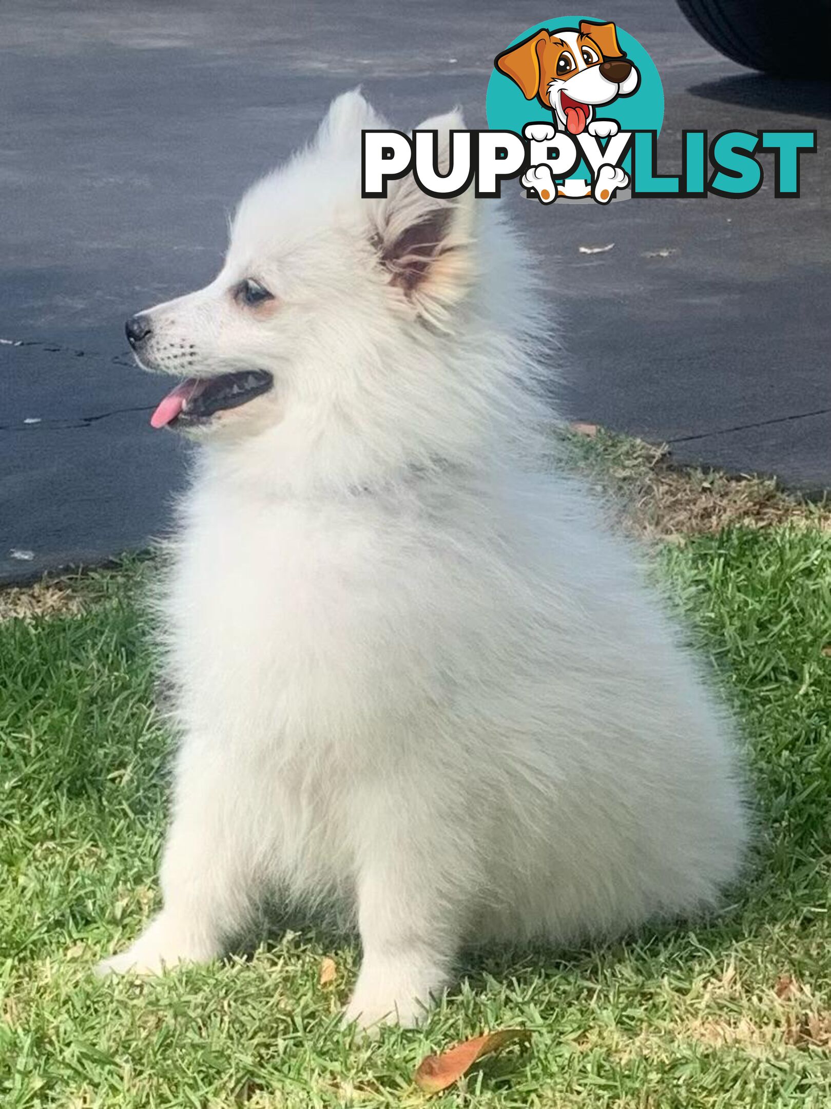 Adorable Japanese Spitz x Toy Poodle Puppies