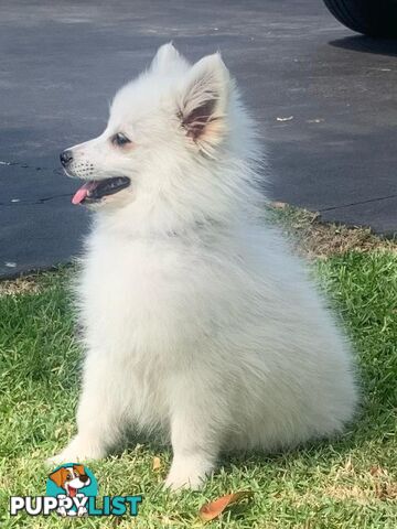 Adorable Japanese Spitz x Toy Poodle Puppies