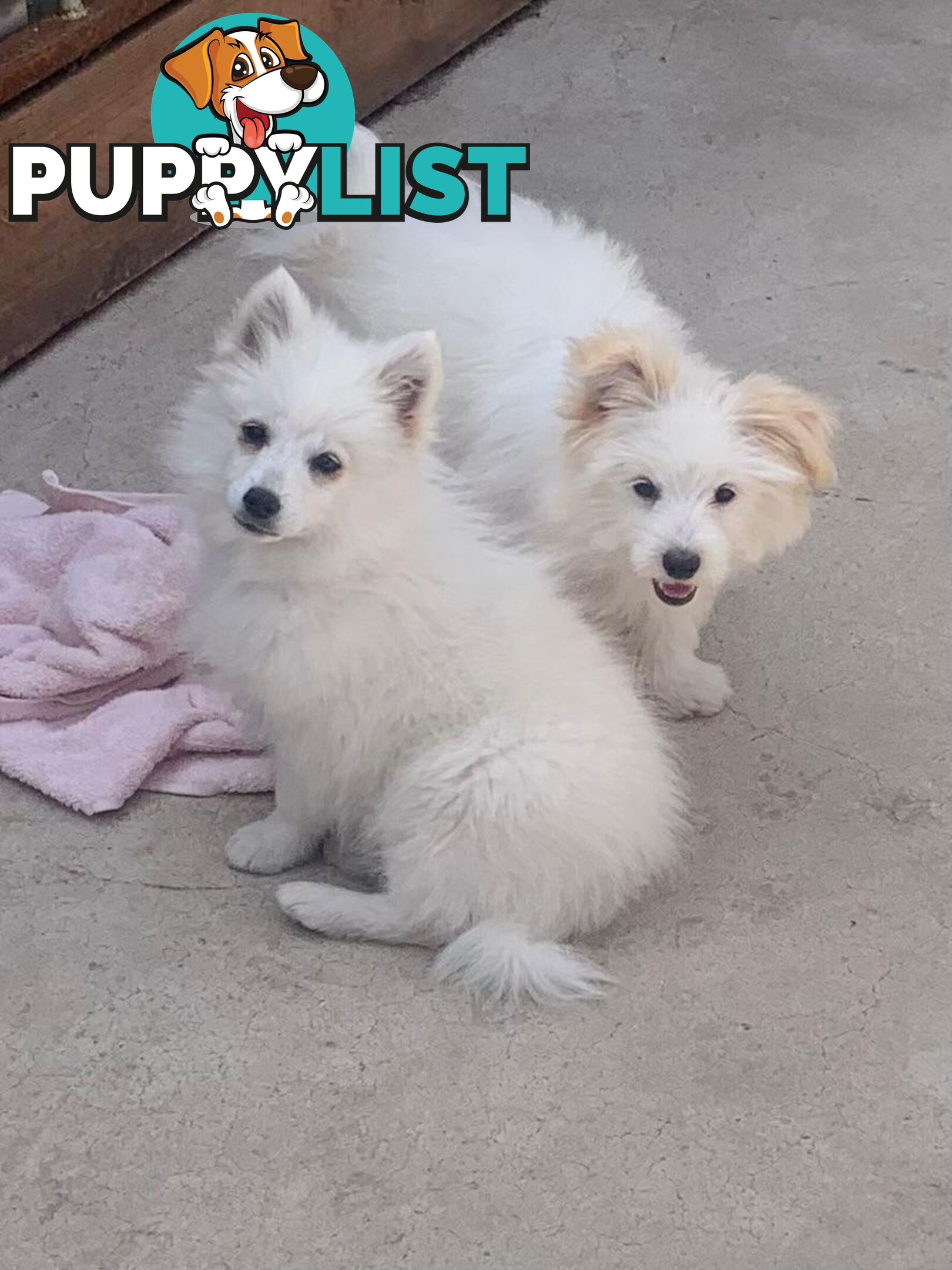 Adorable Japanese Spitz x Toy Poodle Puppies