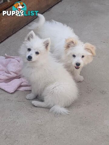 Adorable Japanese Spitz x Toy Poodle Puppies