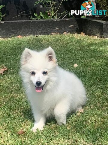 Adorable Japanese Spitz x Toy Poodle Puppies