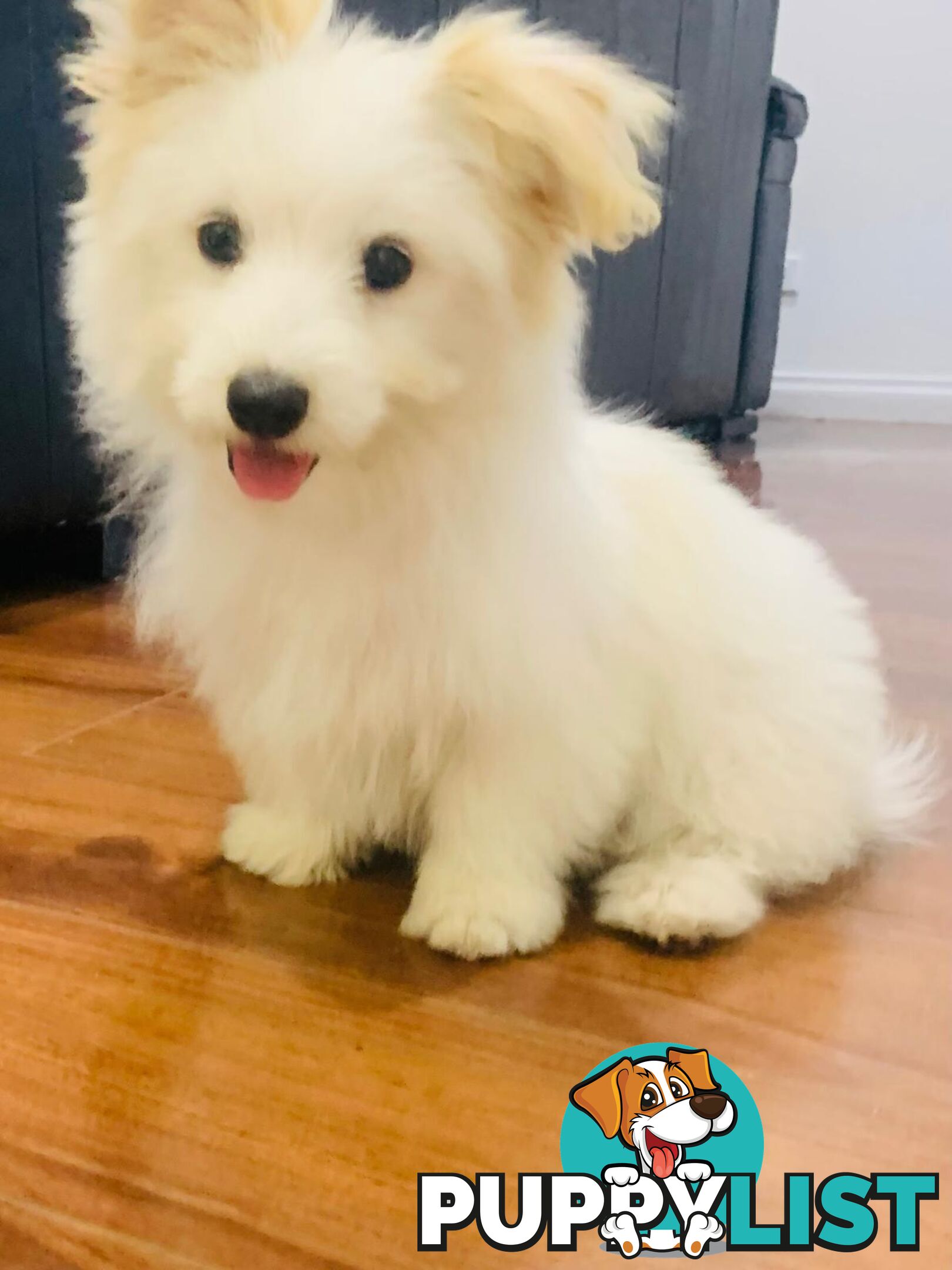 Adorable Japanese Spitz x Toy Poodle Puppies