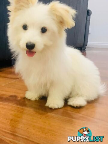 Adorable Japanese Spitz x Toy Poodle Puppies