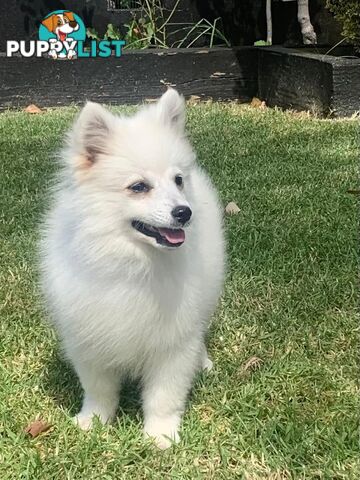 Adorable Japanese Spitz x Toy Poodle Puppies