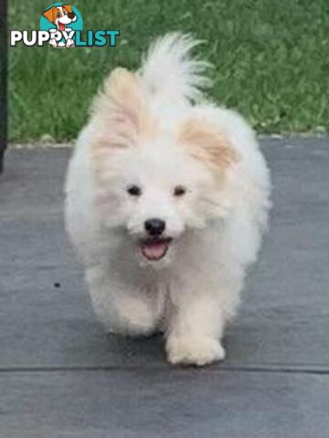 Adorable Japanese Spitz x Toy Poodle Puppies