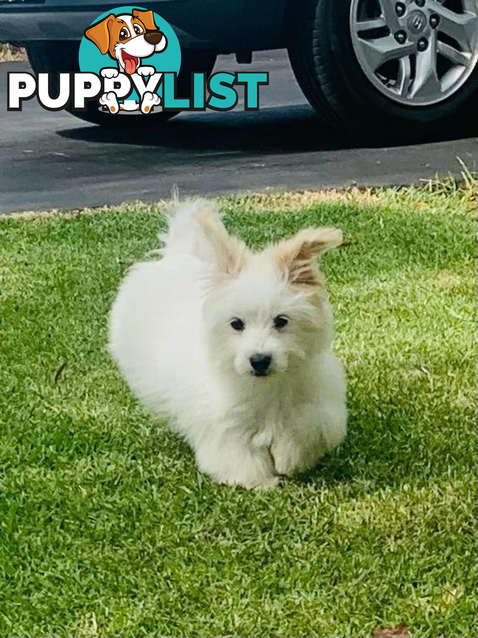 Adorable Japanese Spitz x Toy Poodle Puppies