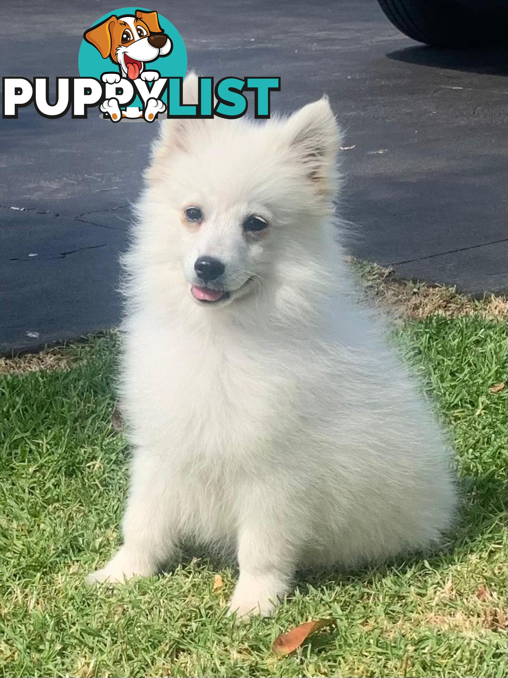 Adorable Japanese Spitz x Toy Poodle Puppies