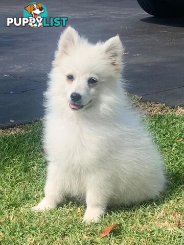 Adorable Japanese Spitz x Toy Poodle Puppies