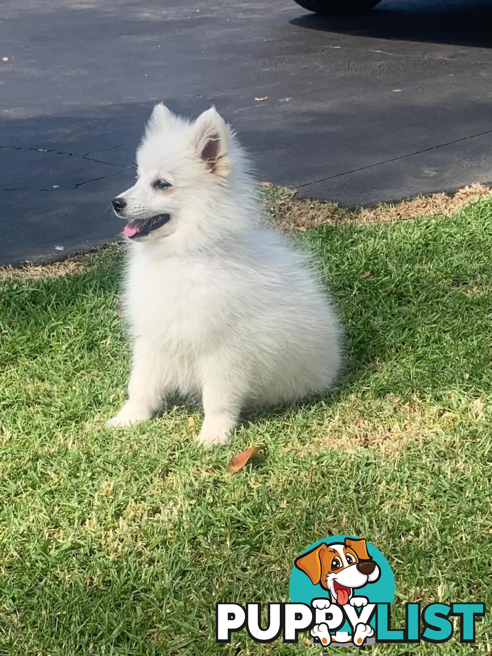 Adorable Japanese Spitz x Toy Poodle Puppies