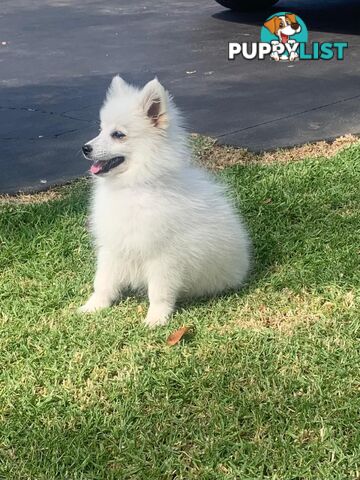 Adorable Japanese Spitz x Toy Poodle Puppies