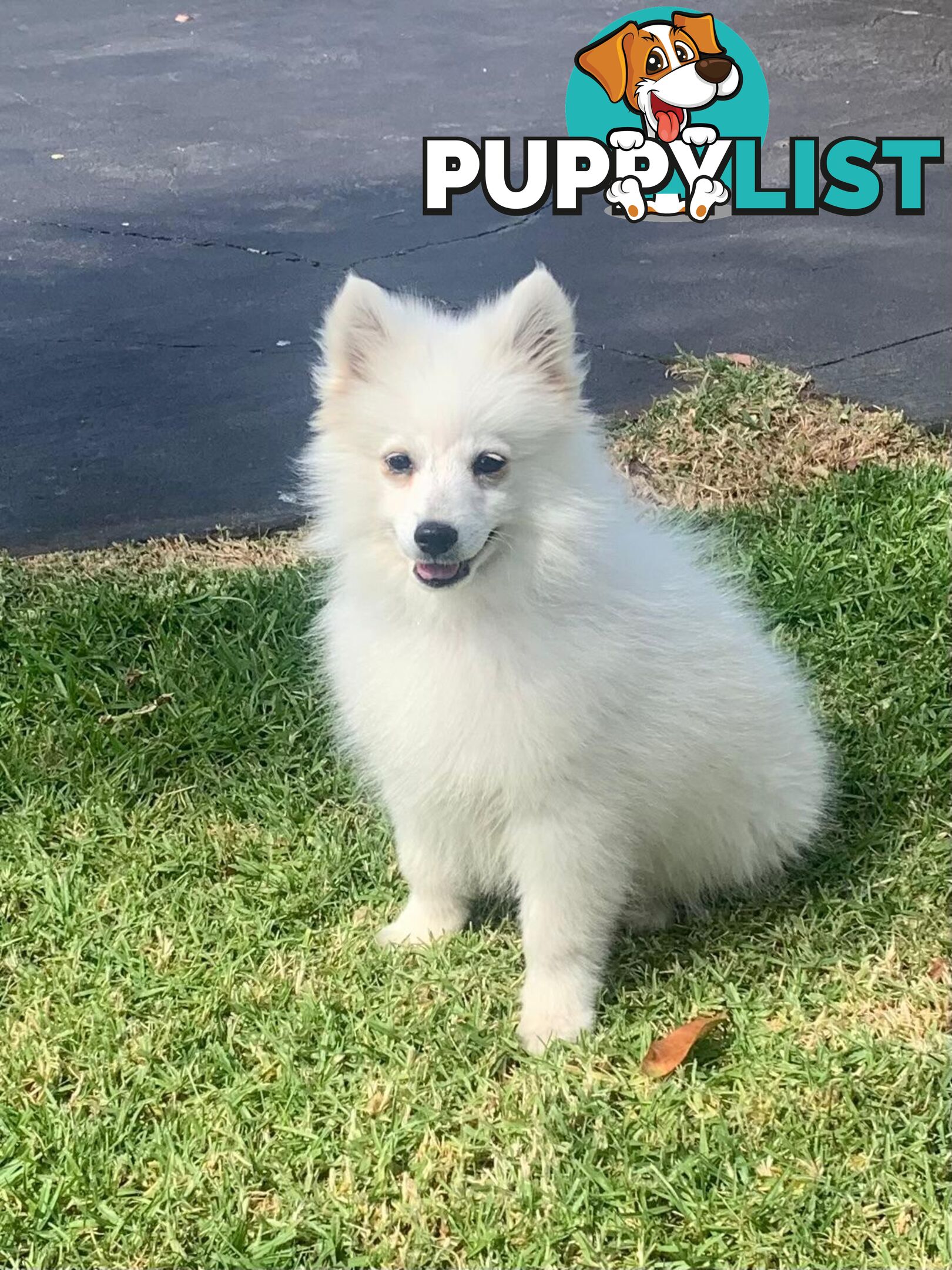 Adorable Japanese Spitz x Toy Poodle Puppies