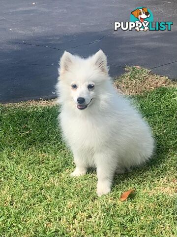 Adorable Japanese Spitz x Toy Poodle Puppies