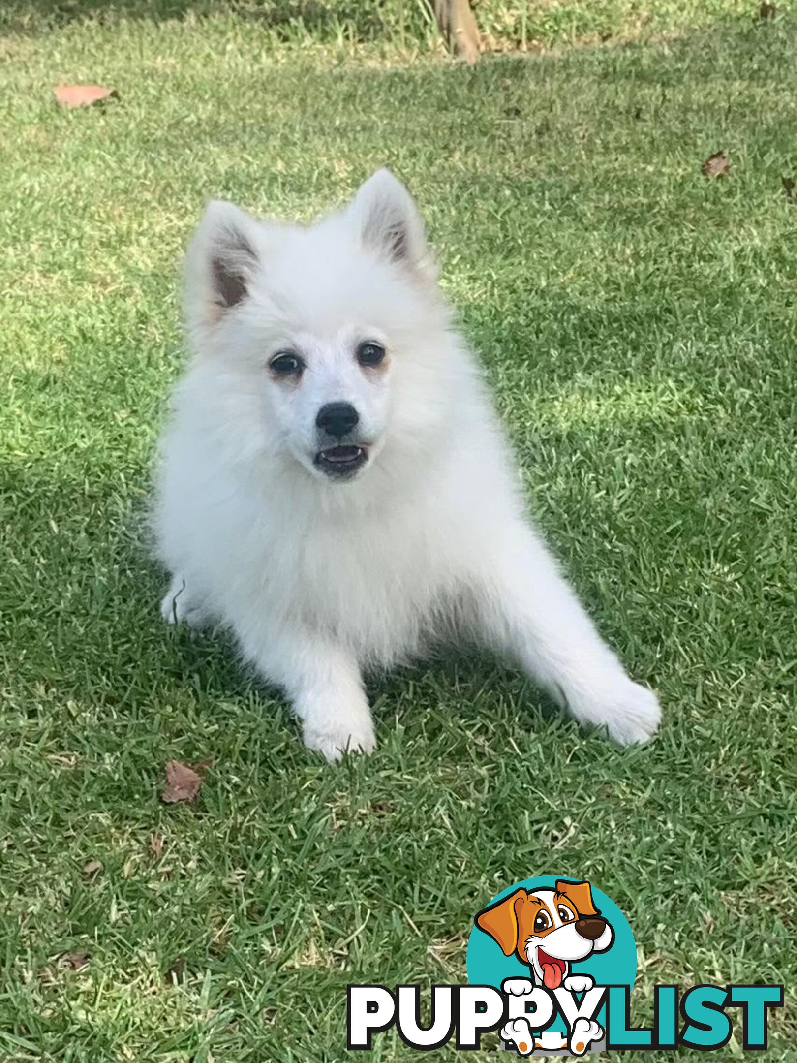 Adorable Japanese Spitz x Toy Poodle Puppies