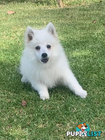 Adorable Japanese Spitz x Toy Poodle Puppies