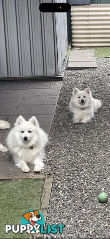 Japanese spitz