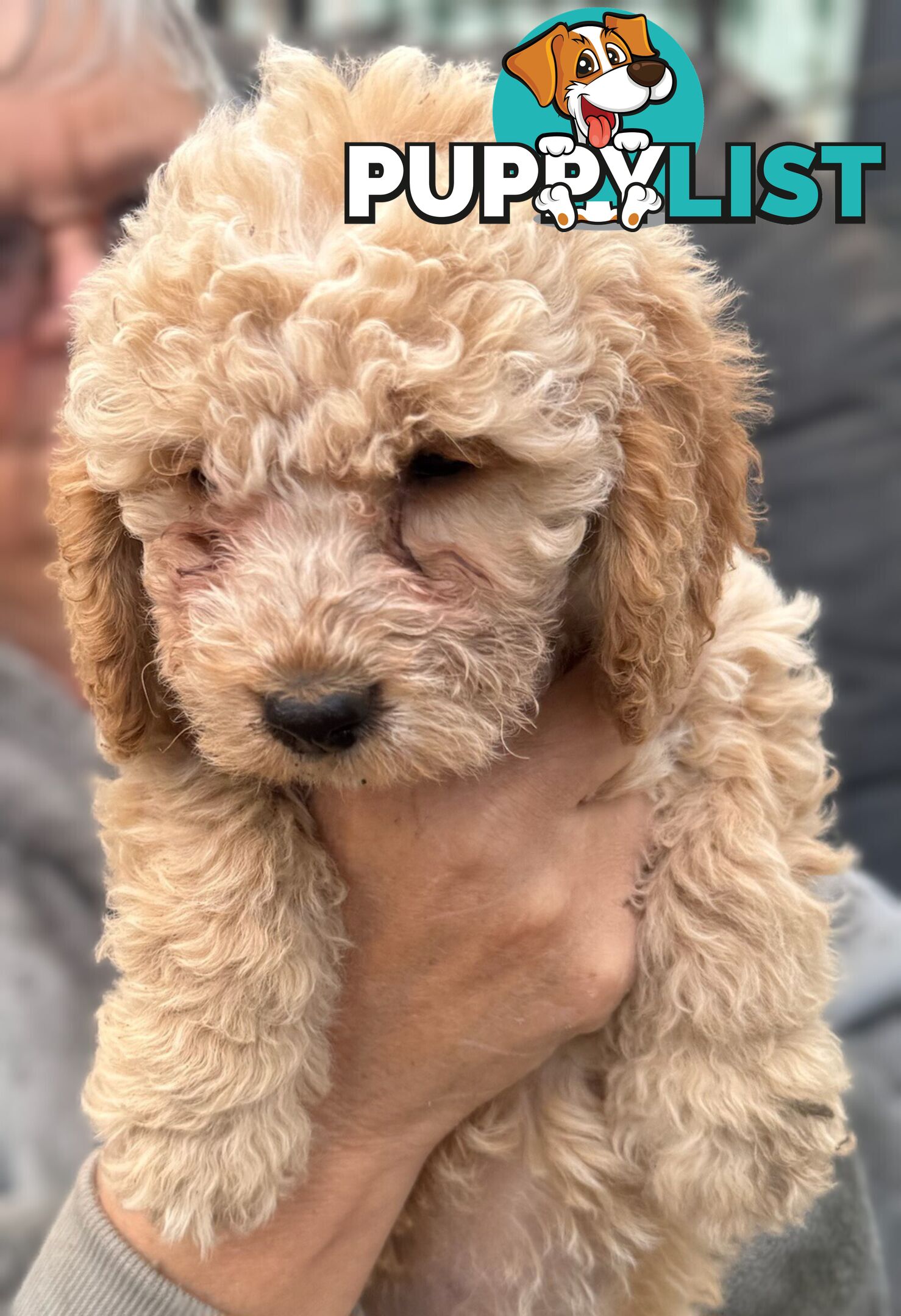 Cock a poo (spoodle)