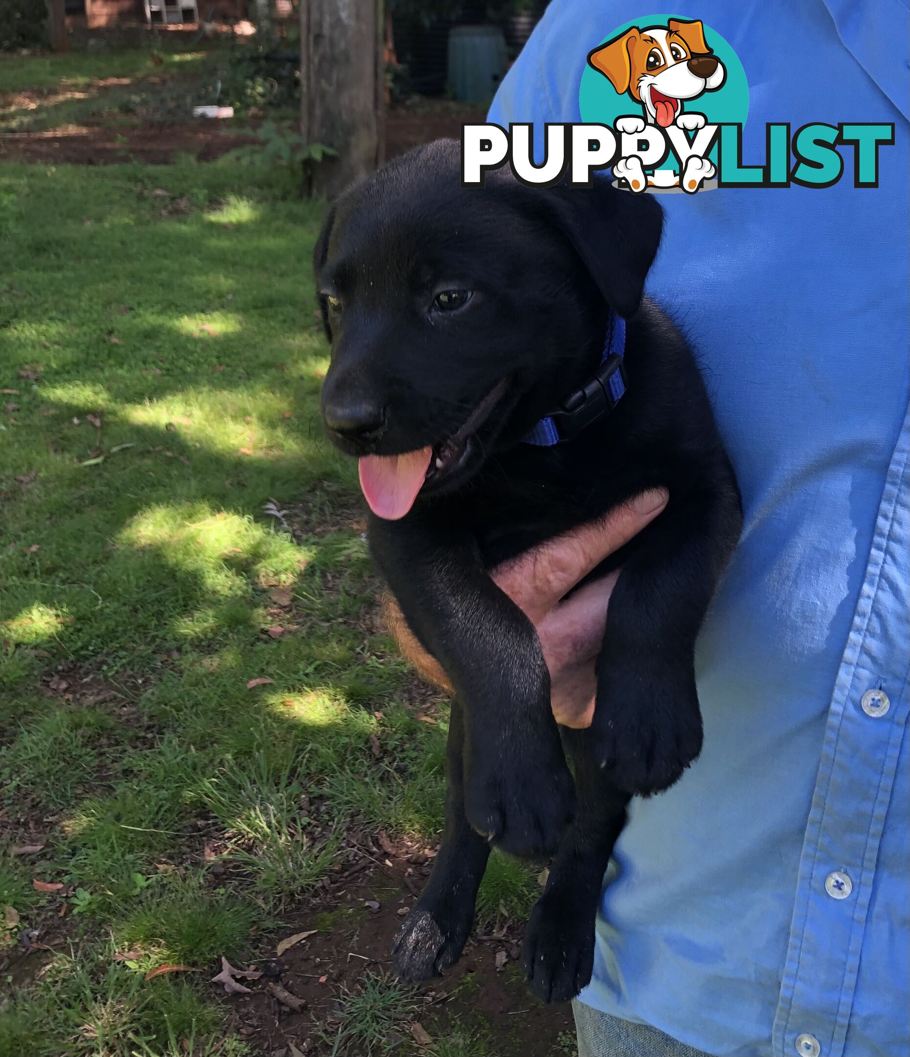 Adorable lab x kelpie