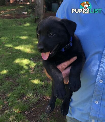 Adorable lab x kelpie