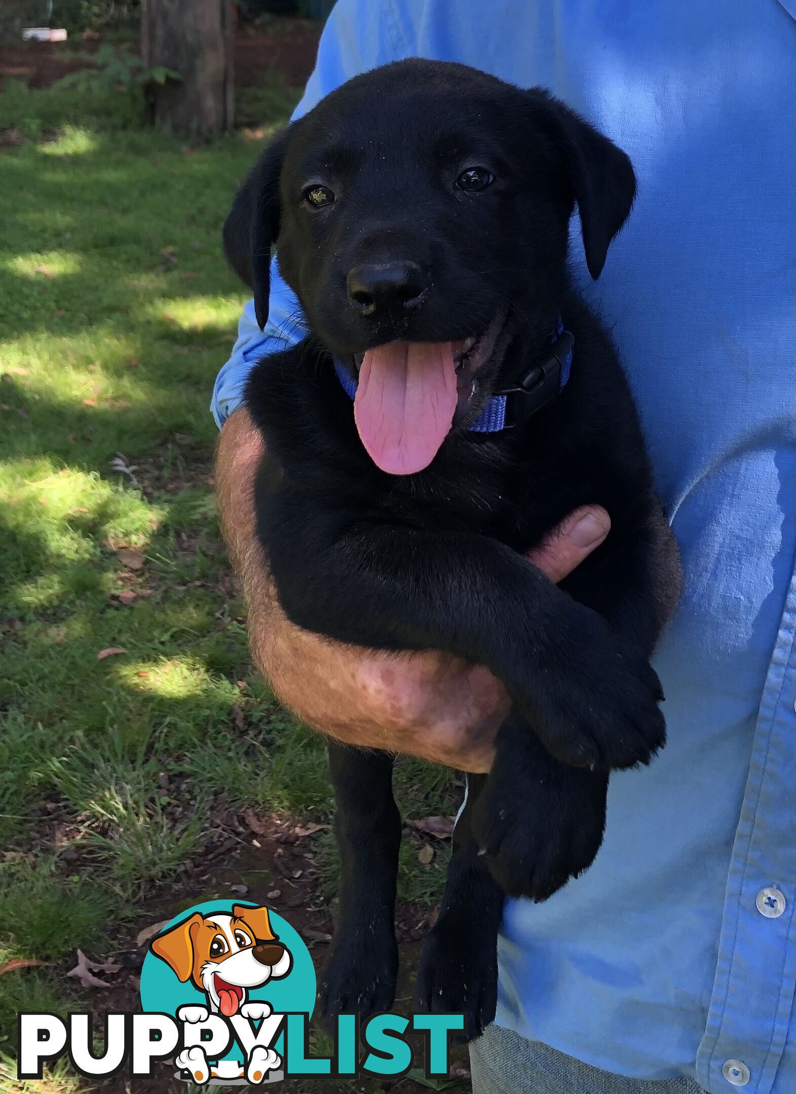 Adorable lab x kelpie