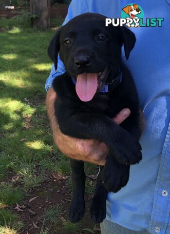 Adorable lab x kelpie