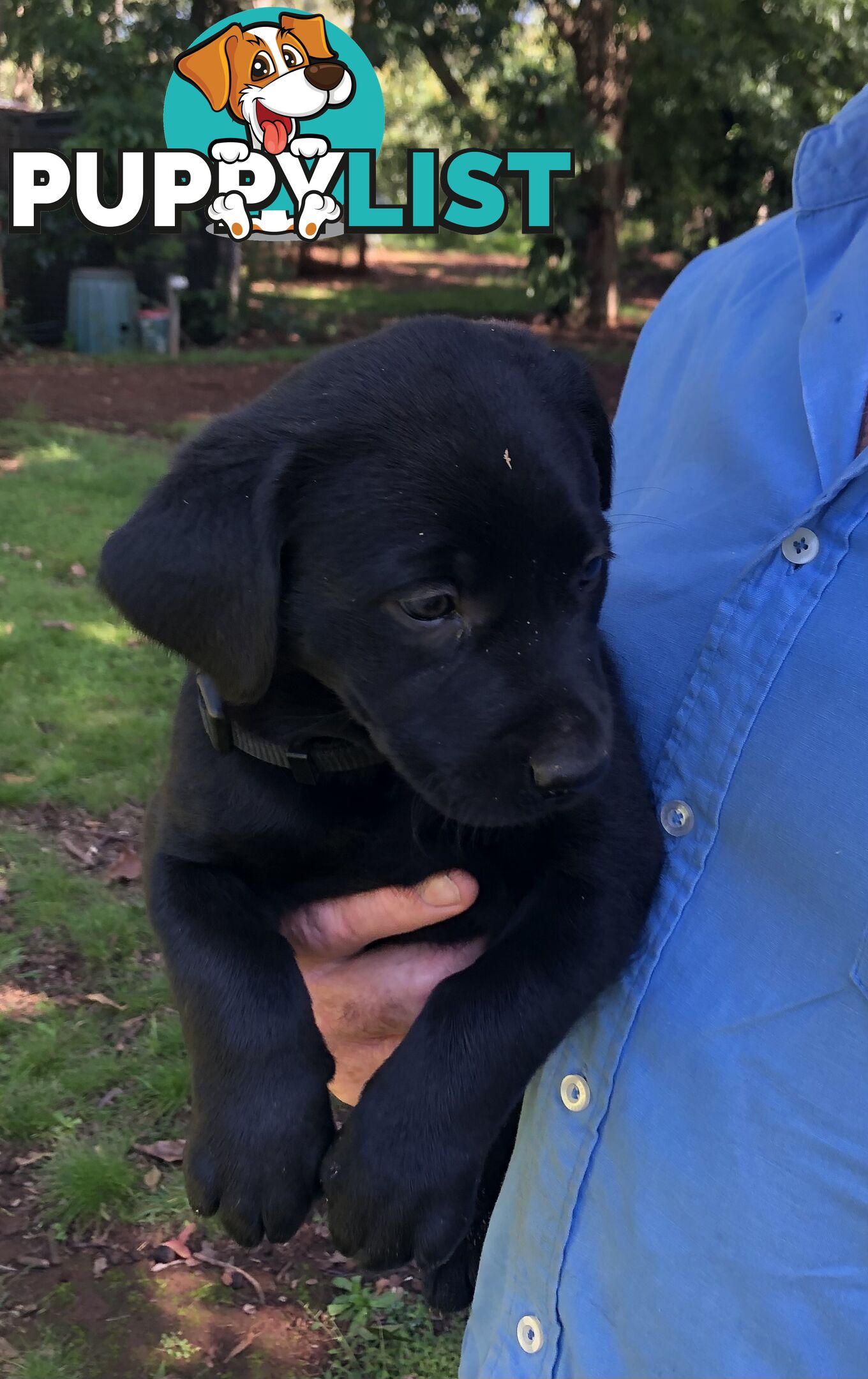 Adorable lab x kelpie