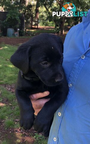 Adorable lab x kelpie