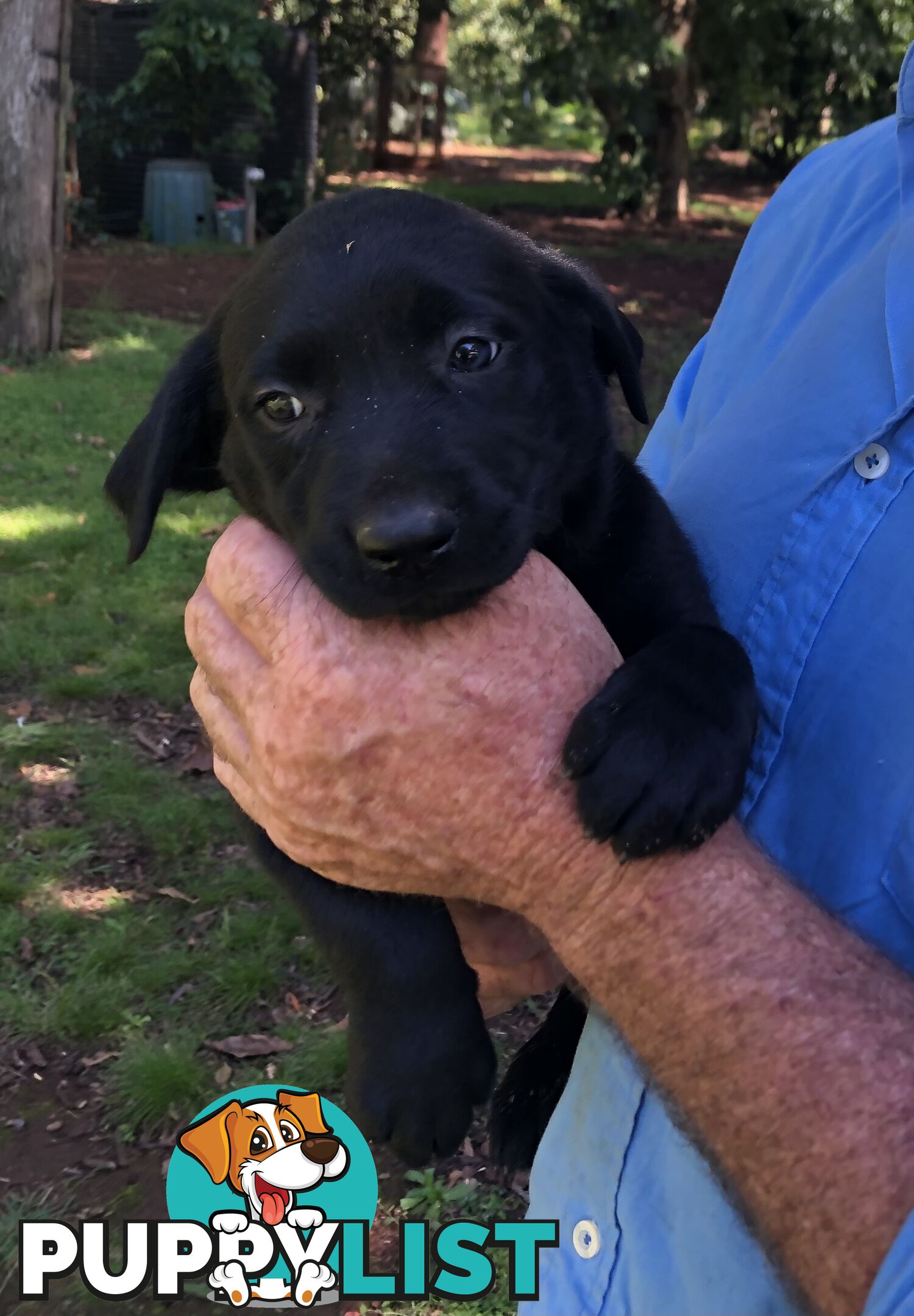 Adorable lab x kelpie