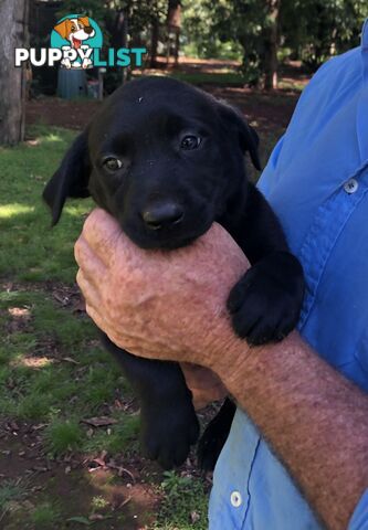 Adorable lab x kelpie