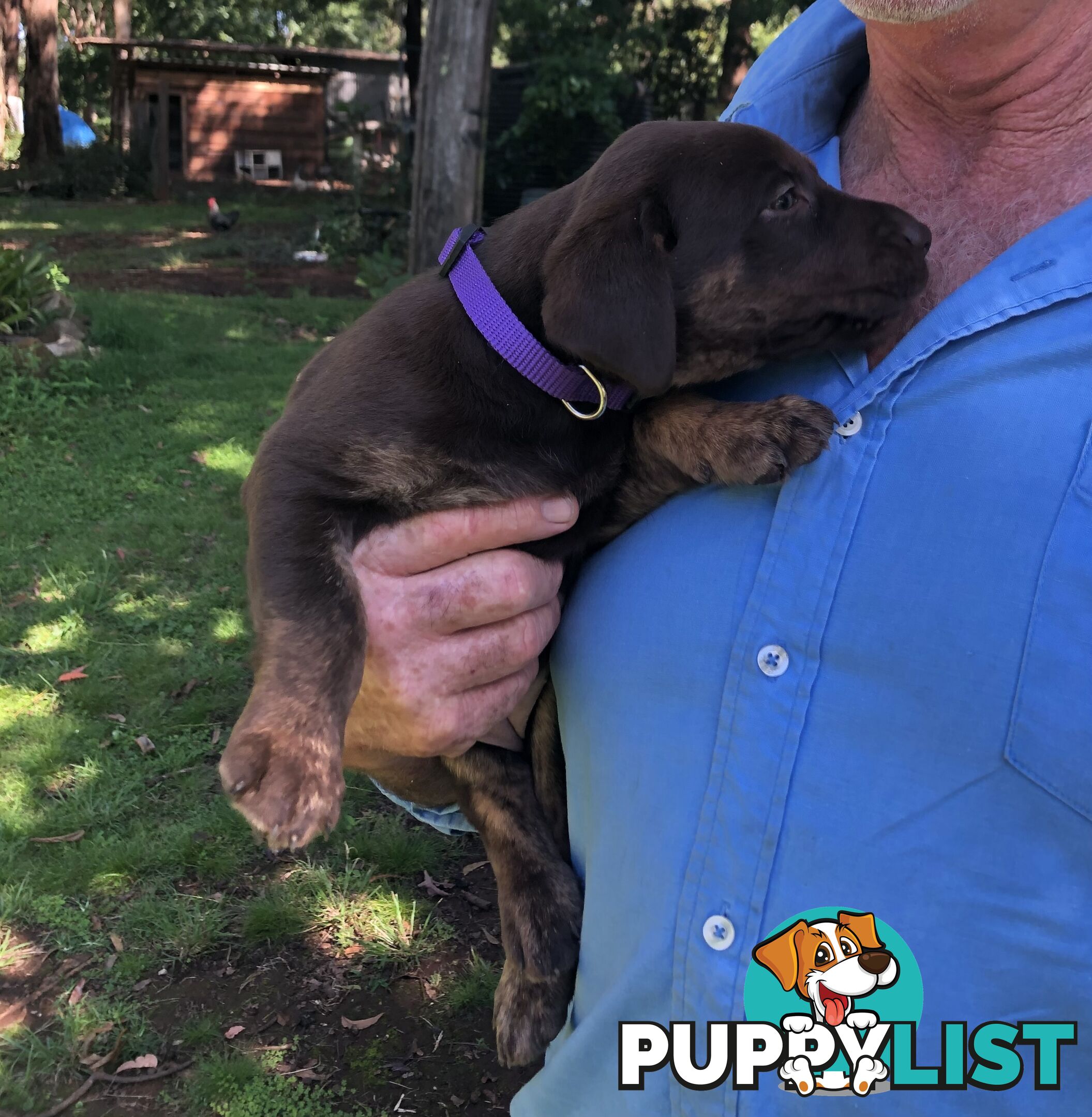 Adorable lab x kelpie