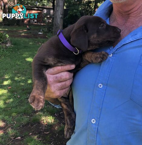 Adorable lab x kelpie