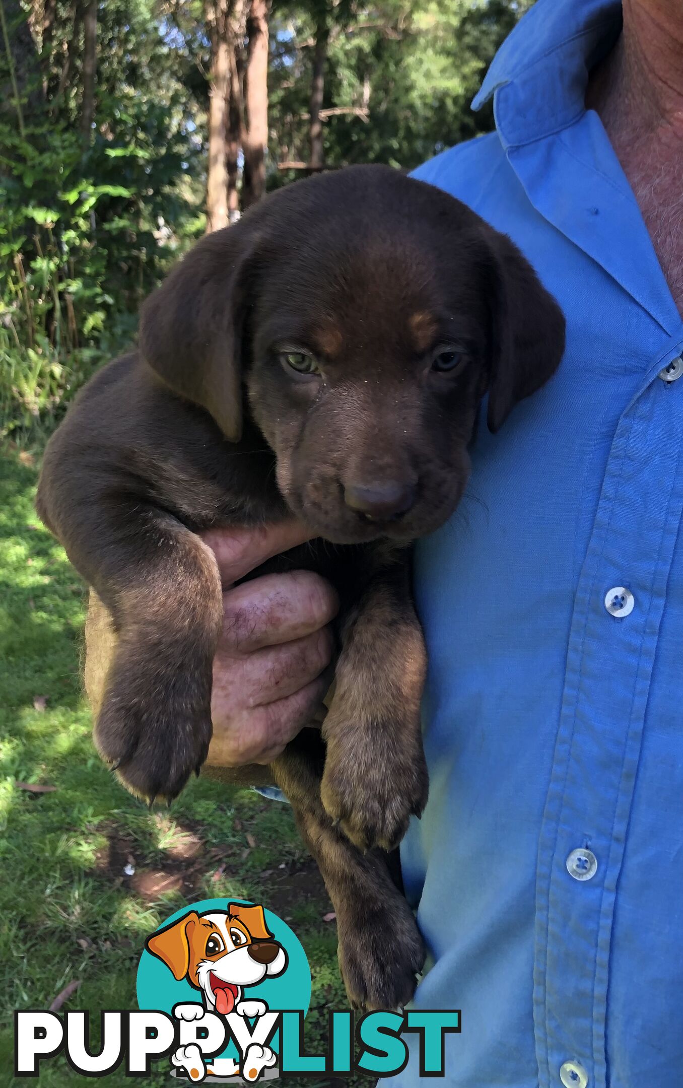 Adorable lab x kelpie