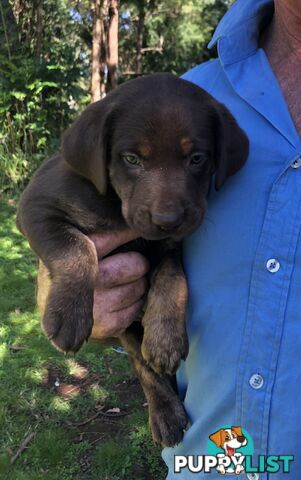 Adorable lab x kelpie