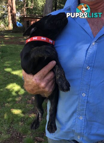 Adorable lab x kelpie