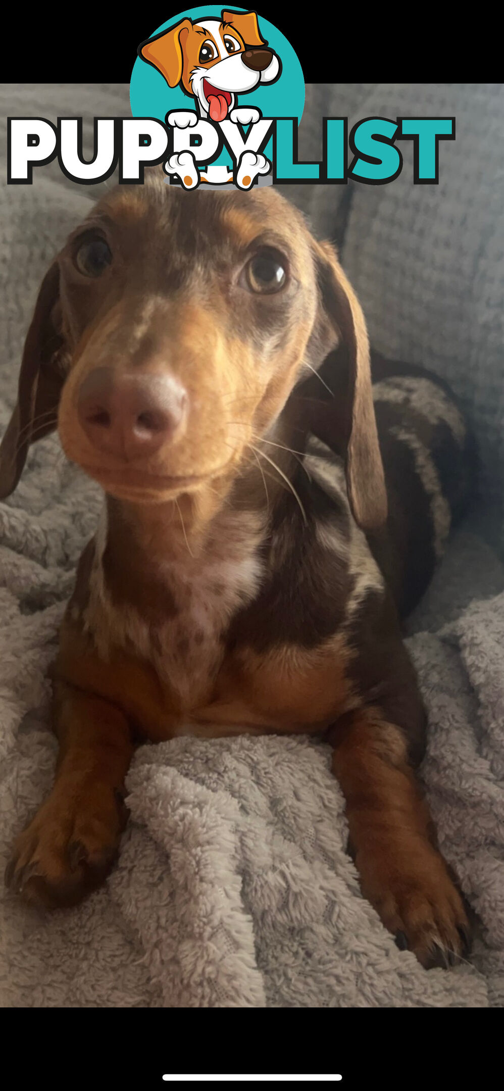 Purebred Miniature Dachshund Puppies