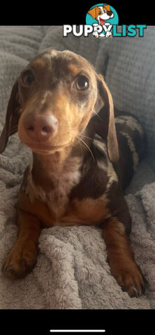 Purebred Miniature Dachshund Puppies