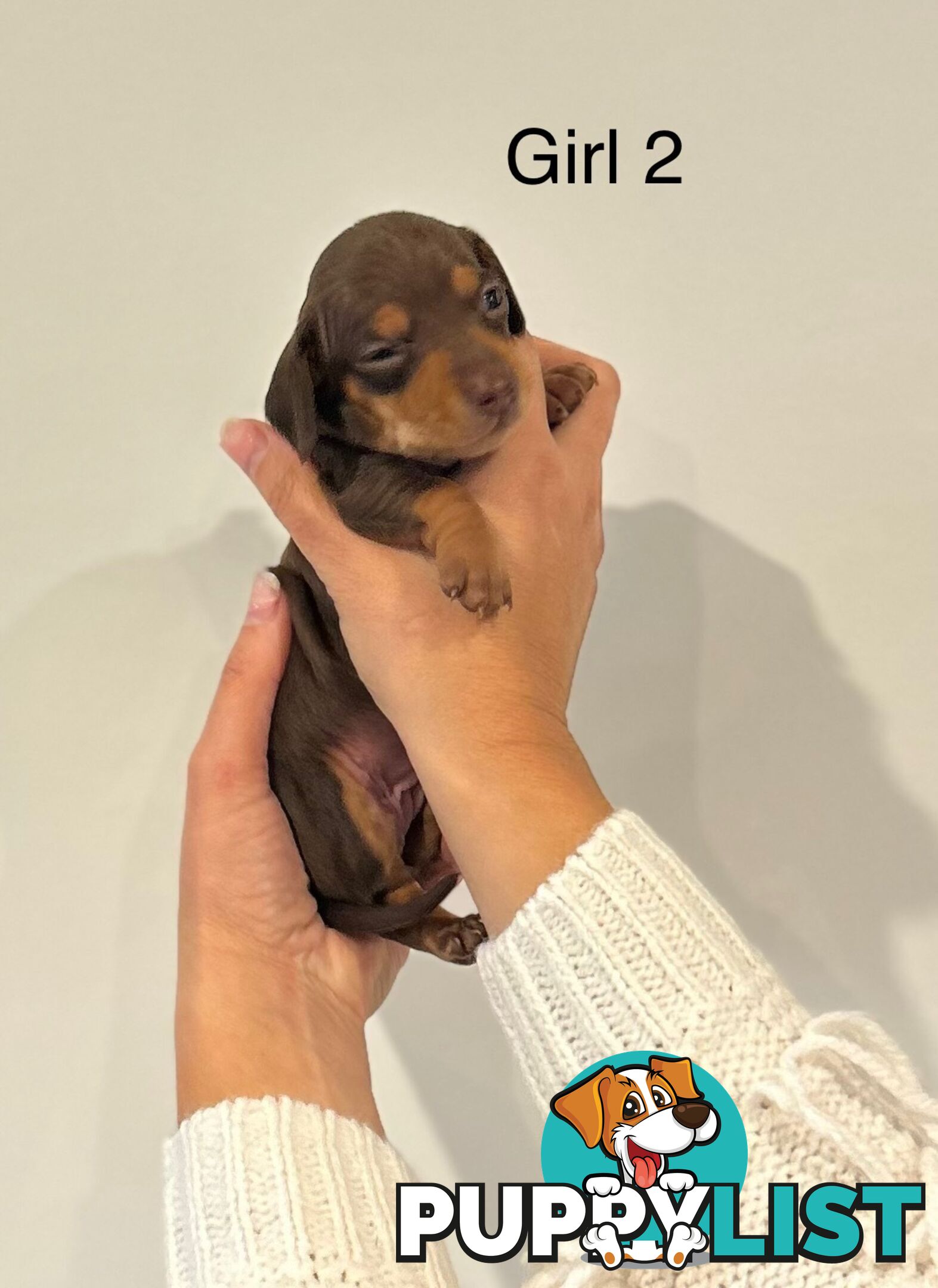 Purebred Miniature Dachshund Puppies