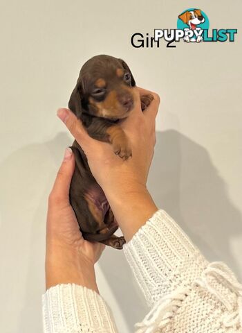 Purebred Miniature Dachshund Puppies