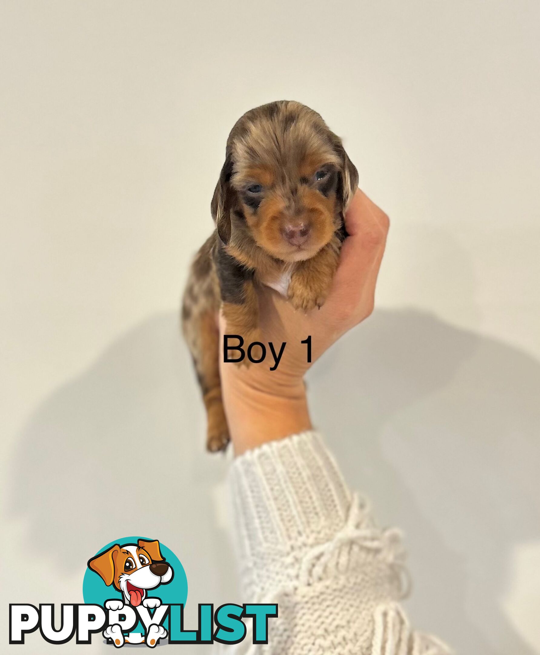 Purebred Miniature Dachshund Puppies