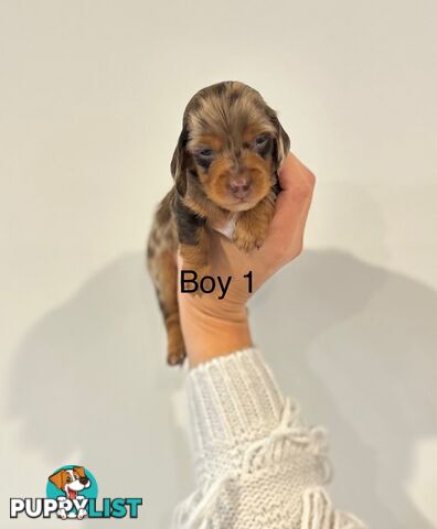 Purebred Miniature Dachshund Puppies