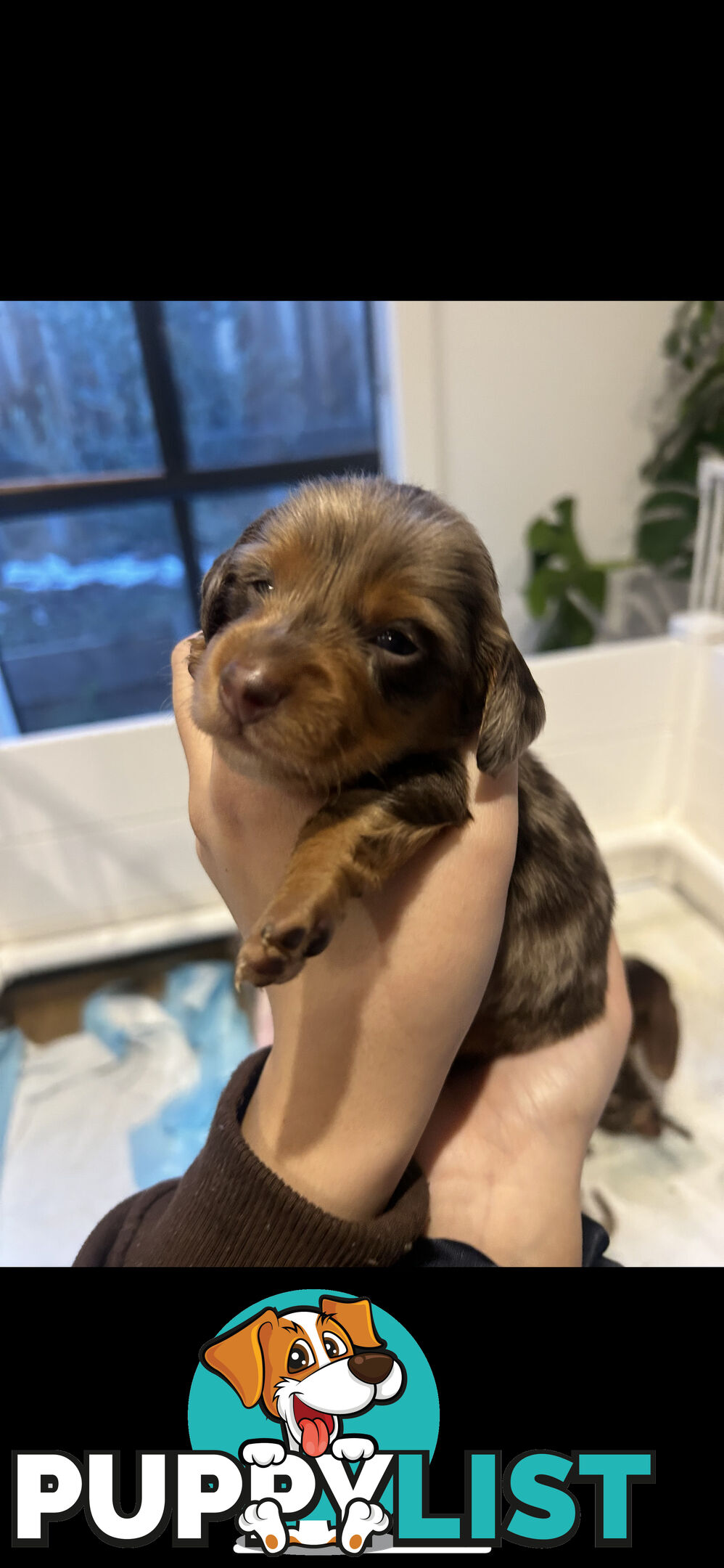 Purebred Miniature Dachshund Puppies