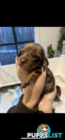Purebred Miniature Dachshund Puppies