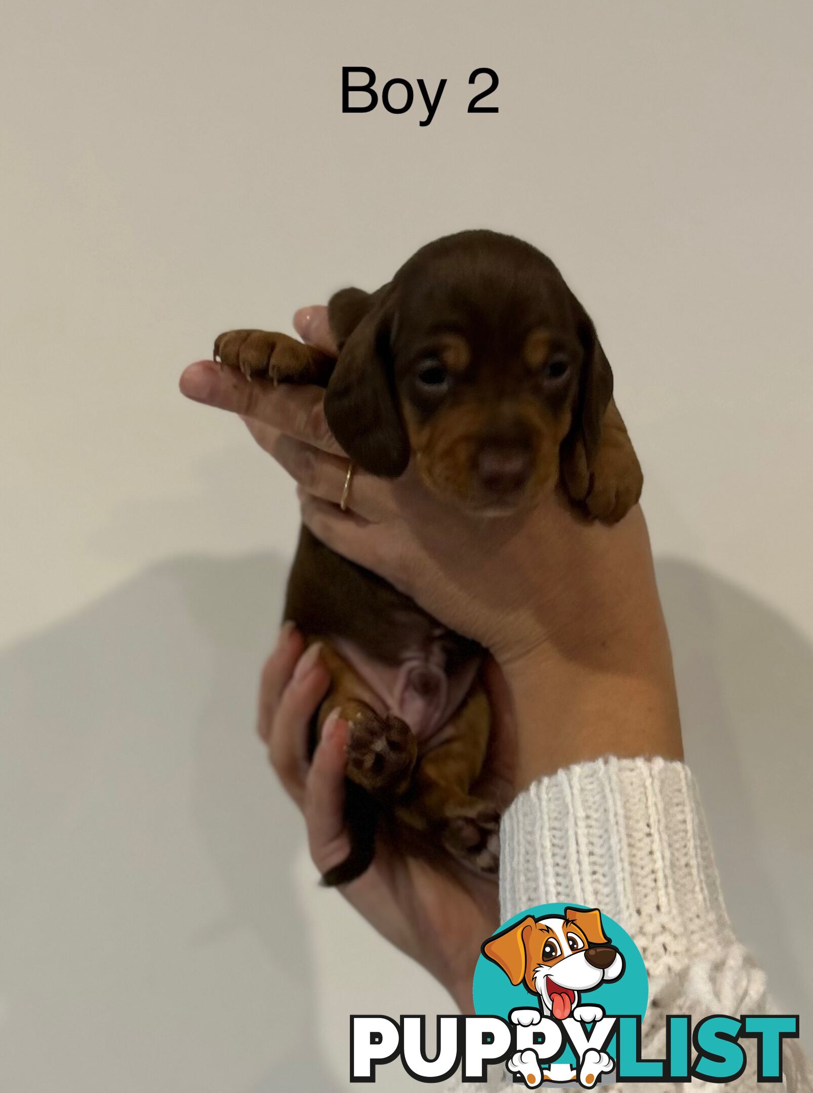 Purebred Miniature Dachshund Puppies
