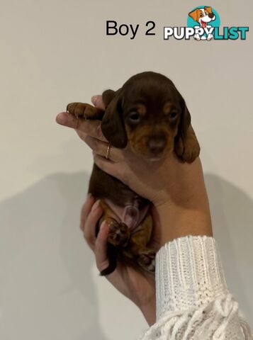 Purebred Miniature Dachshund Puppies