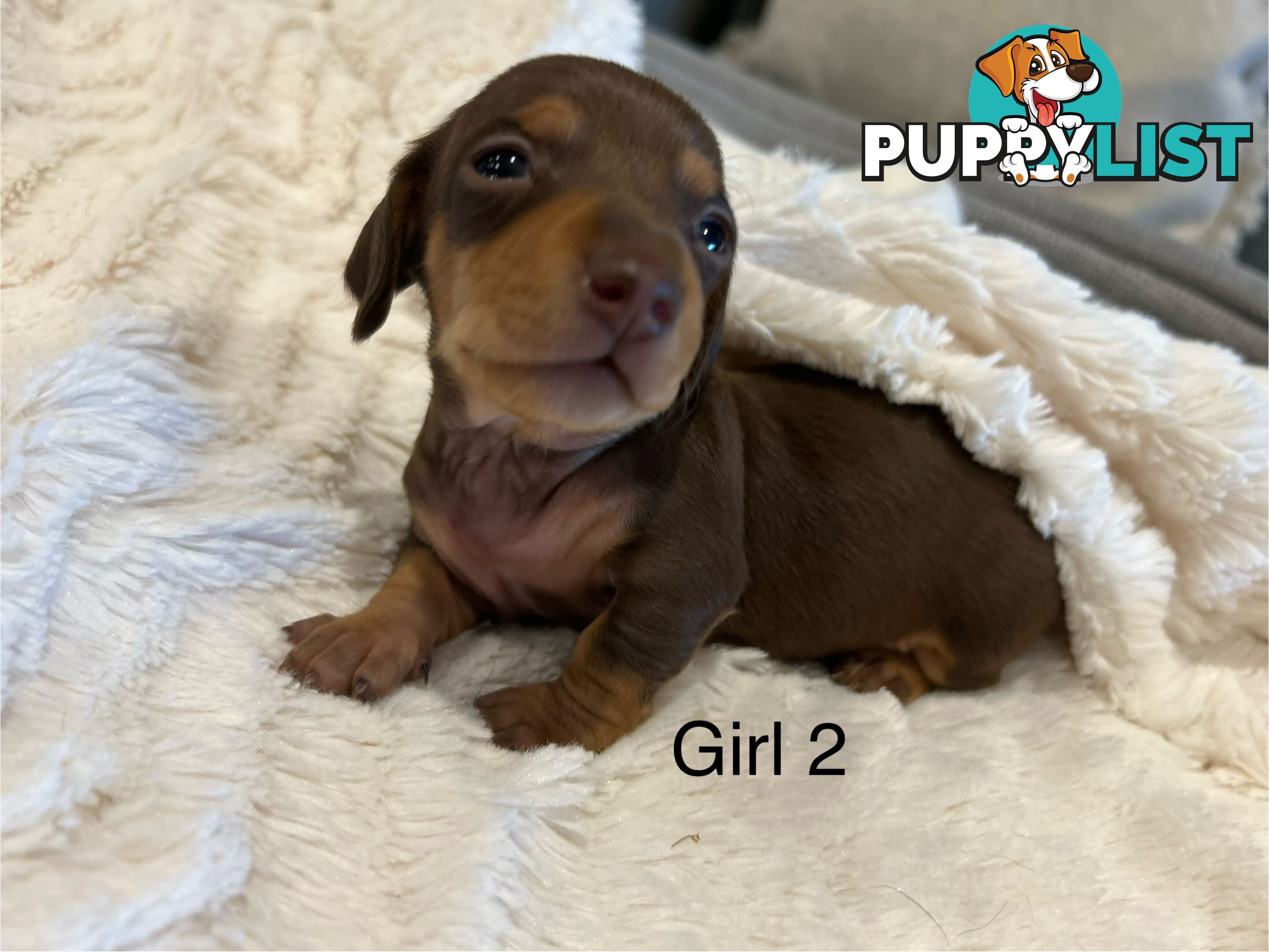 Purebred Miniature Dachshund Puppies