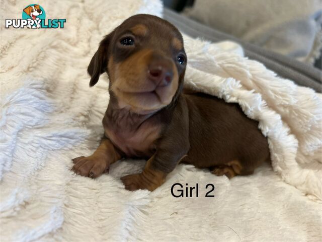 Purebred Miniature Dachshund Puppies