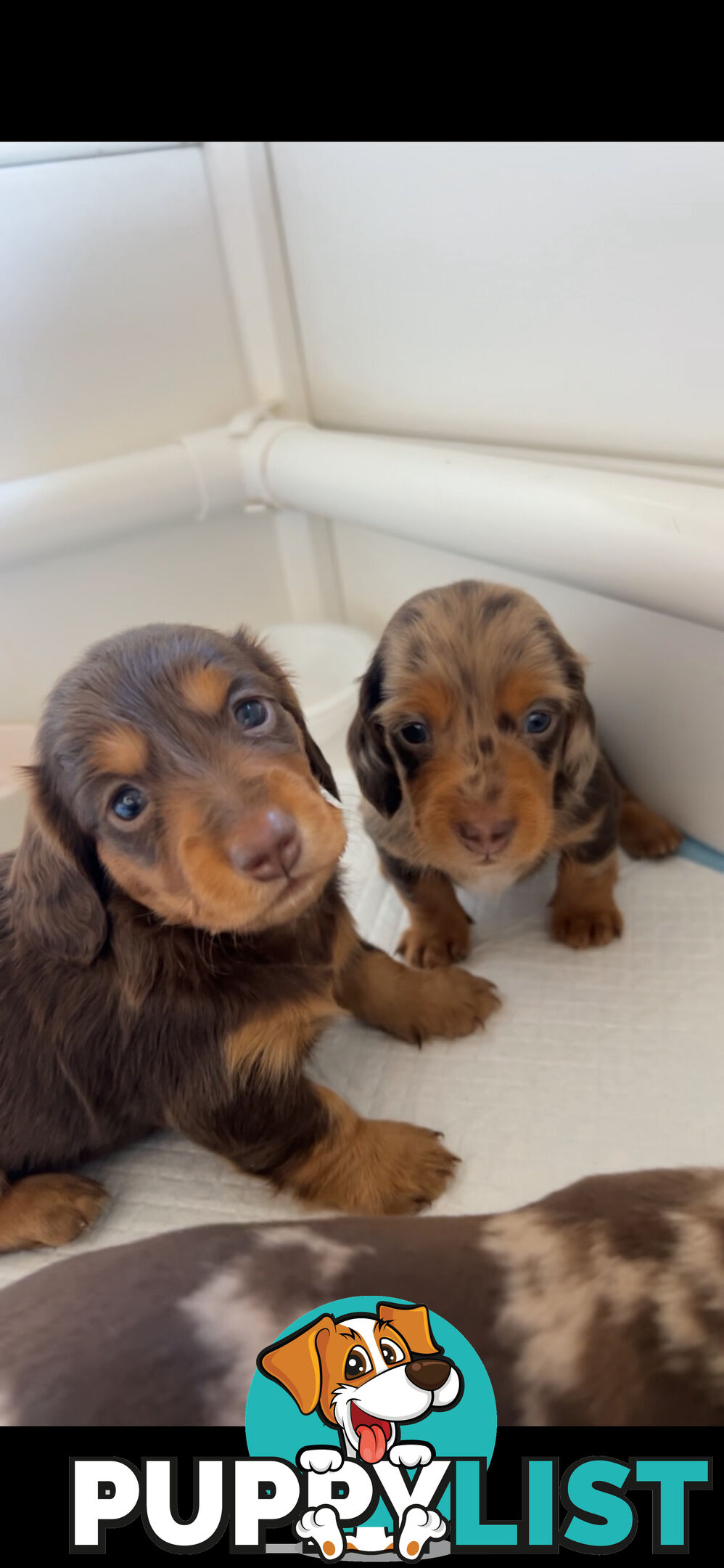 Purebred Miniature Dachshund Puppies