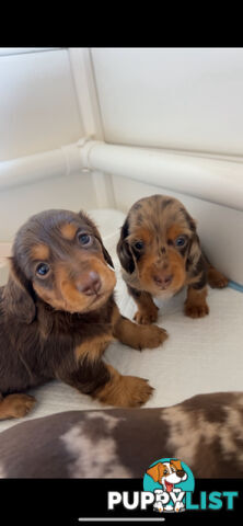Purebred Miniature Dachshund Puppies