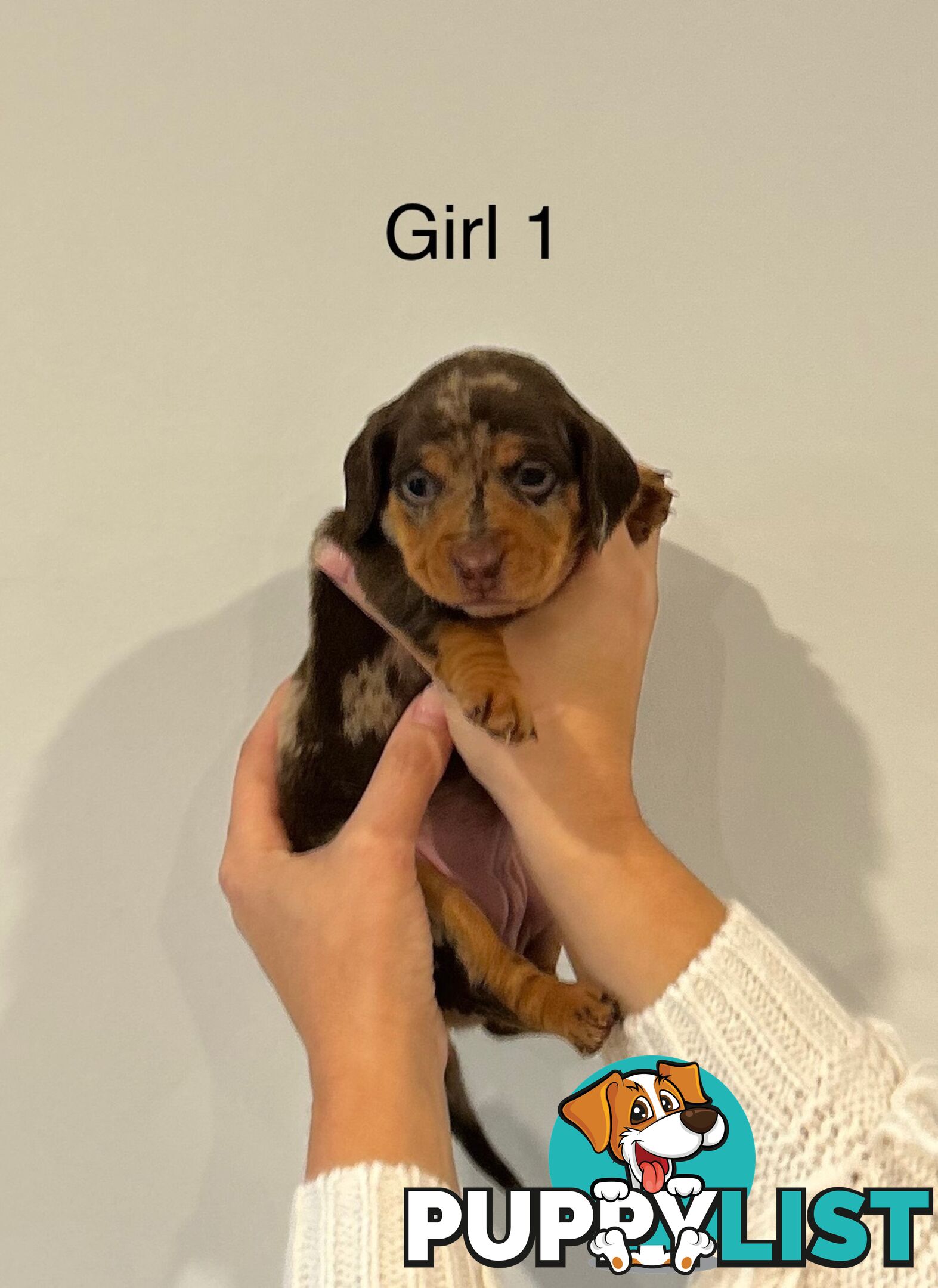 Purebred Miniature Dachshund Puppies